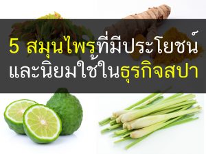 5 สมุนไพรที่มีประโยชน์และนิยมใช้ในธุรกิจสปา, thailandholistic, สปา, โรงเรียนสอนสปา, ทำธุรกิจสปา, ทำสปา, โรงเรียนสปา, สมุนไพร